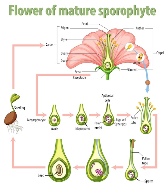 Free Vector diagram showing flower of mature sporophyte