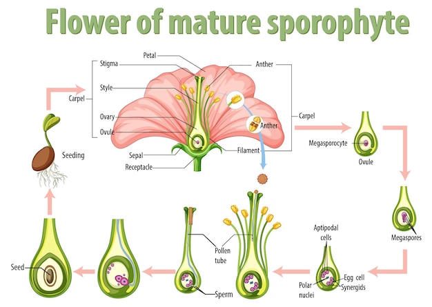 Diagram showing flower of mature sporophyte