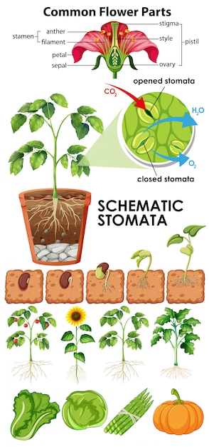 Free Vector diagram showing flower schematic stomata on white background