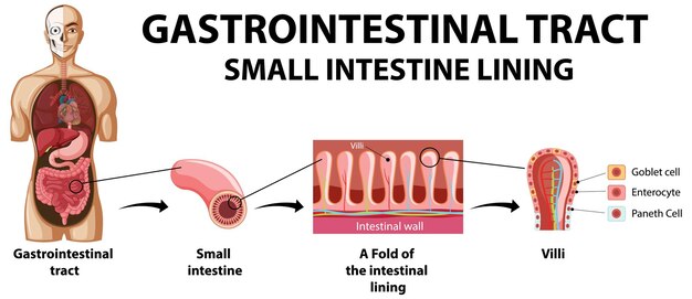 Diagram showing gastrointestinal tract in human