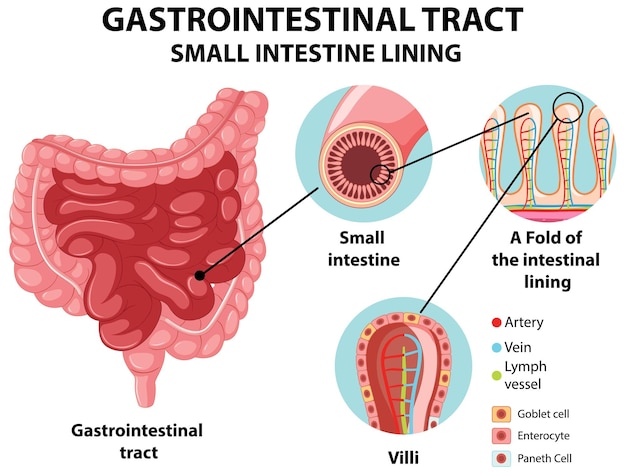 Free vector diagram showing gastrointestinal tract small intestine lining