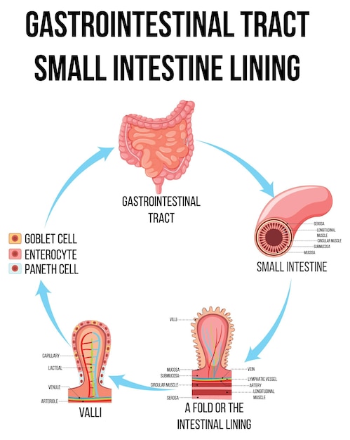 Free vector diagram showing gastrointestinal tract in small intestine