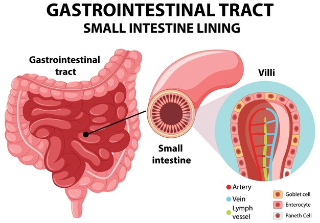 Diagram showing gastrointestinal tract