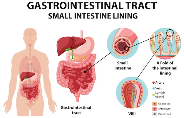 Diagram showing gastrointestinal tract