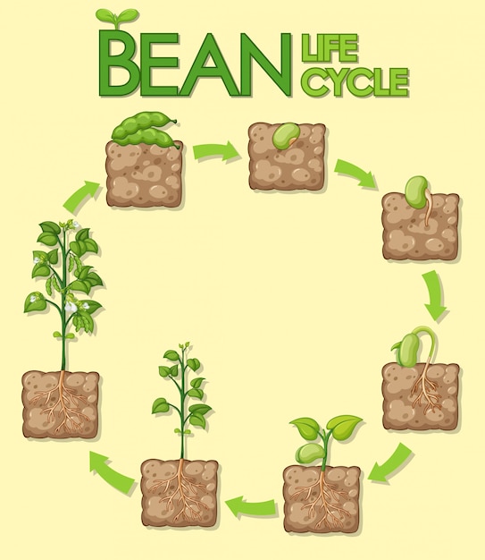 Free Vector diagram showing how plants grow from seed to beans