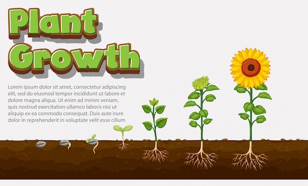 Diagram showing how plants grow from seed to sunflower