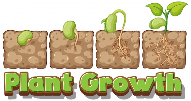 Free vector diagram showing how plants grow from seed