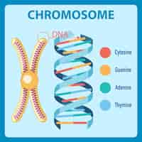 Free vector diagram showing human chromosome