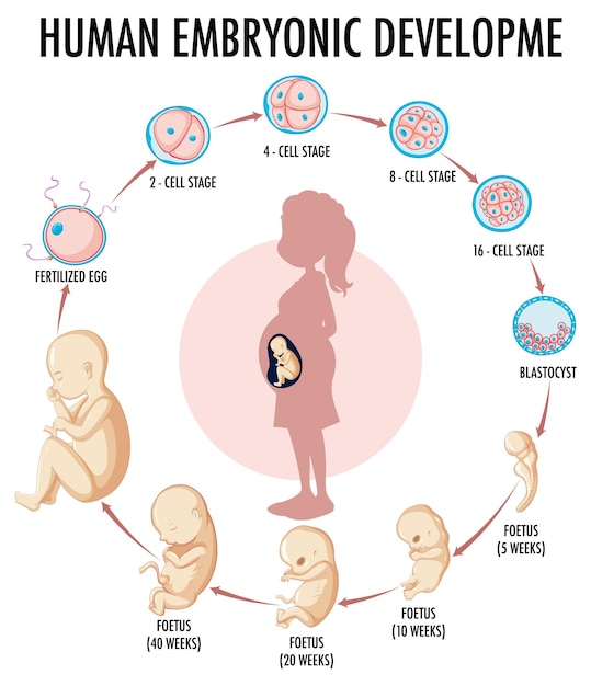 Diagram showing human embryonic development