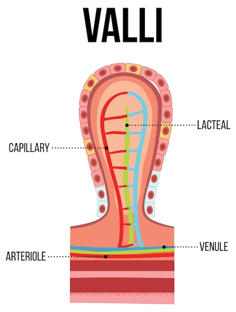 Diagram showing inside valli