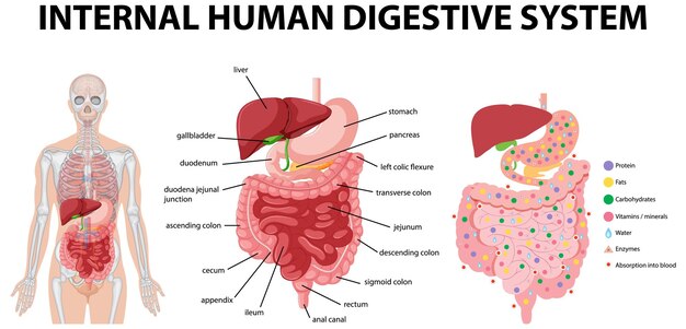 Diagram showing internal human digestive system