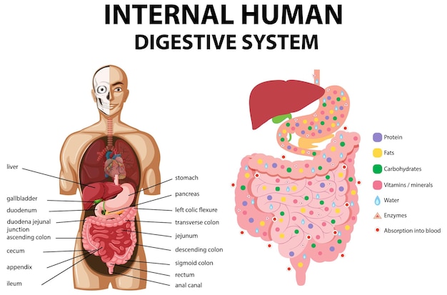 Diagram showing internal human digestive system