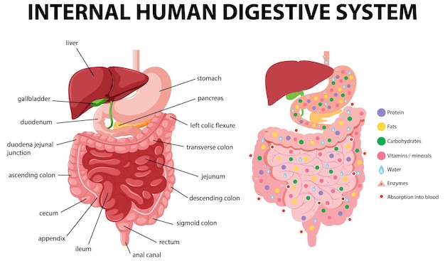 Diagram showing internal human digestive system