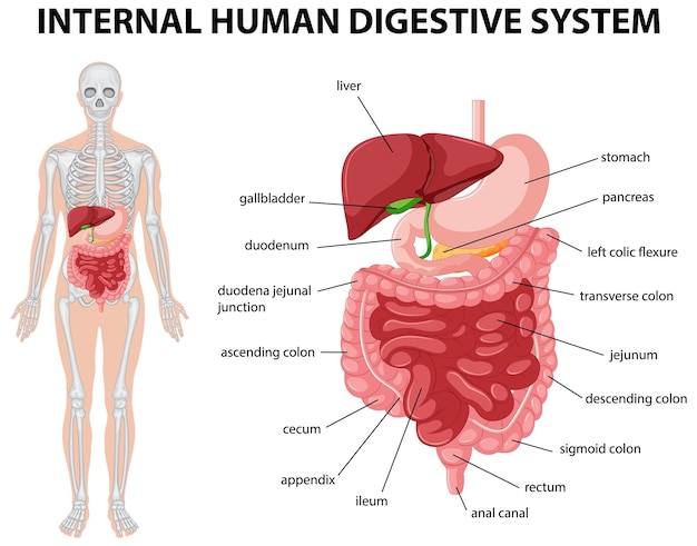 Free vector diagram showing internal human digestive system