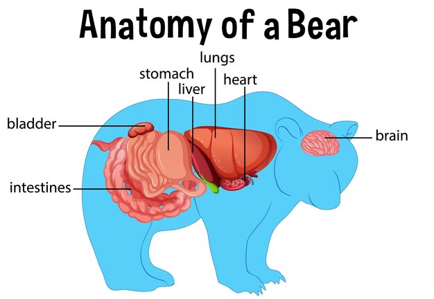 Diagram showing internal organs of a bear