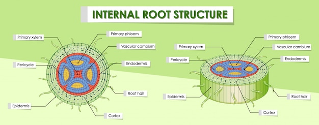 Free Vector diagram showing internal root structure