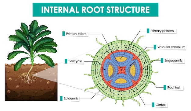 Diagram showing internal root structure