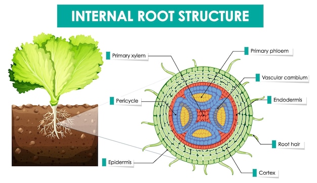 Free Vector diagram showing internal root structure