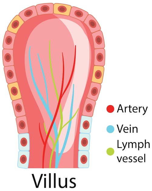 Diagram showing intestinal villus structure