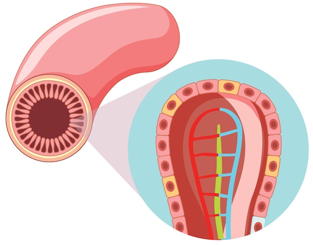 Diagram showing intestinal villus structure