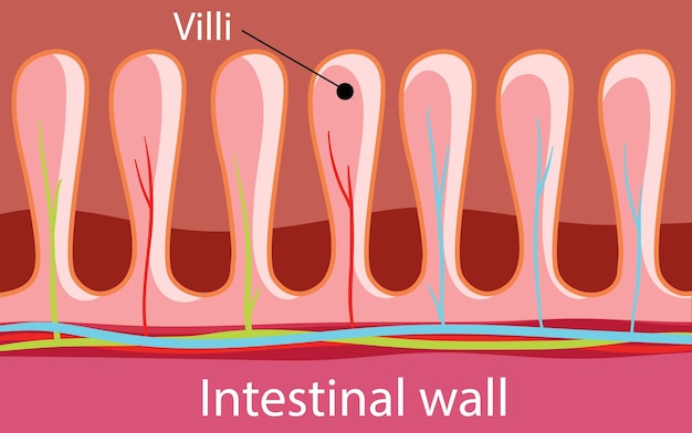 Diagram showing intestinal wall structure