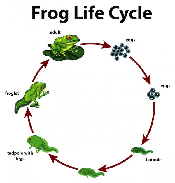 Free vector diagram showing life cycle of frog