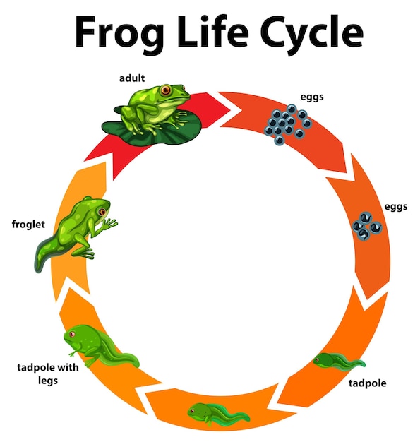 Diagram showing life cycle of frog