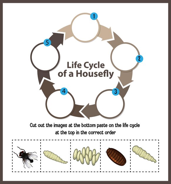 Diagram showing life cycle of Housefly