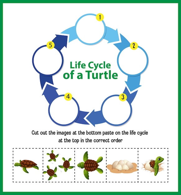 Free Vector diagram showing life cycle of turtle