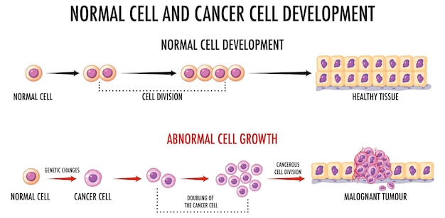 Diagram showing normal and cancer cells