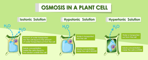 Free Vector diagram showing osmosis in plant cell