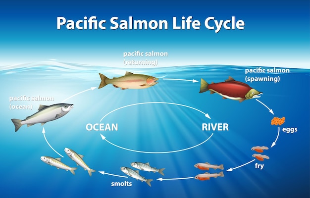 Diagram showing pacific salmon life cycle