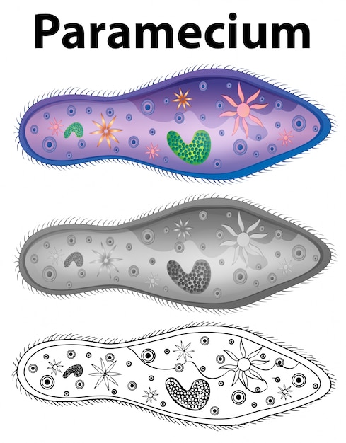 Free Vector diagram showing paramecium in three designs