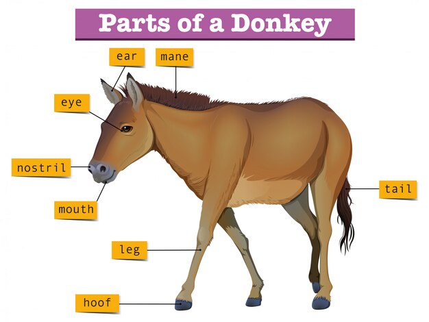 Diagram showing parts of donkey