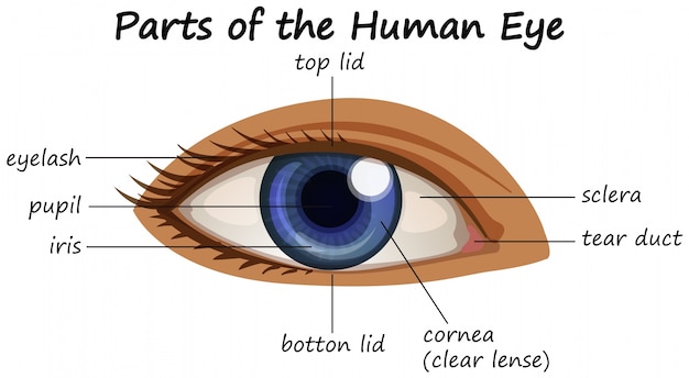 Free Vector diagram showing parts of human eye