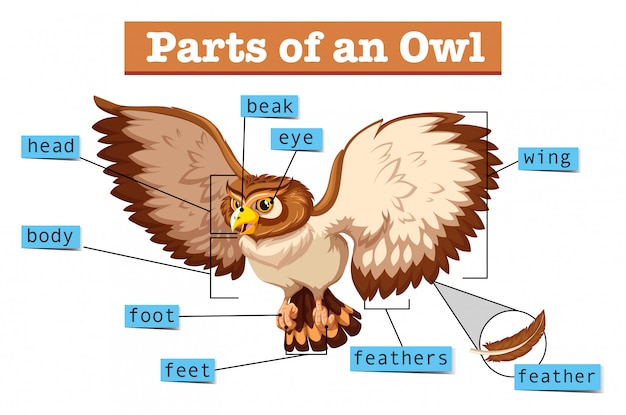 Free Vector diagram showing parts of owl