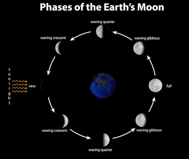 Diagram showing phases of the earth's moon