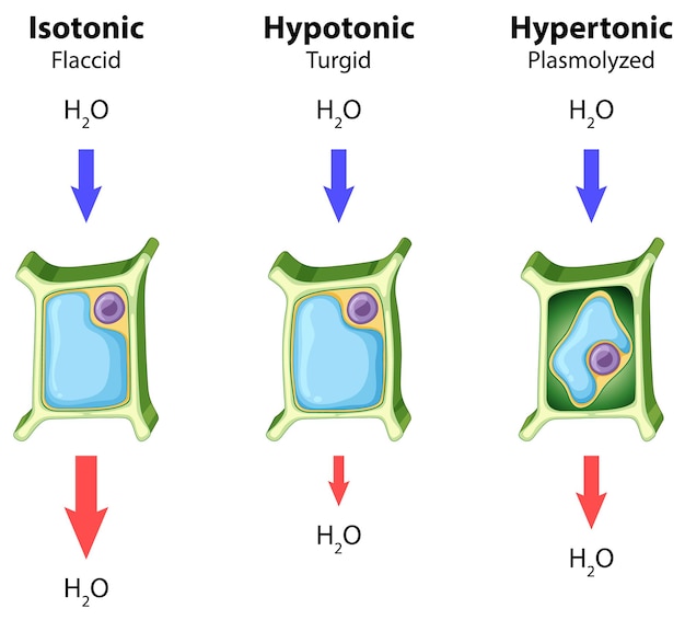 Free Vector diagram showing plant cell on the chart