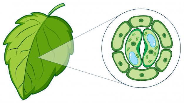 Diagram showing plant cell from leaf