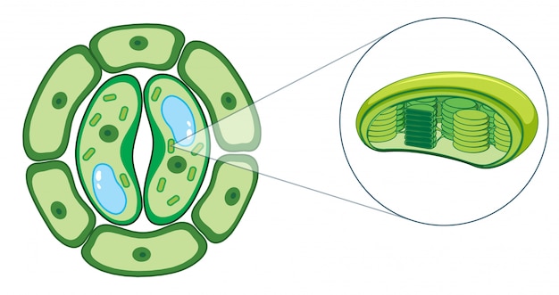 Free vector diagram showing plant cell