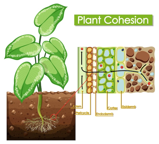 Free Vector diagram showing plant cohesion