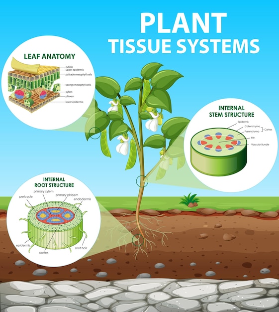 Free Vector diagram showing plant tissue systems