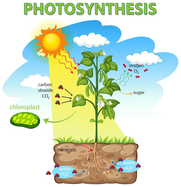 Diagram showing process of photosynthesis in plant