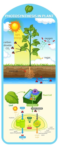 Free Vector diagram showing process of photosynthesis in plant