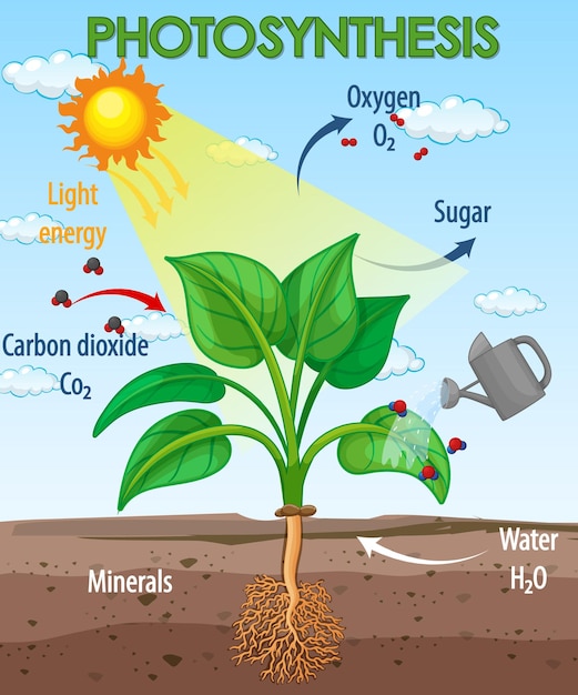 Diagram showing process of photosynthesis in plant