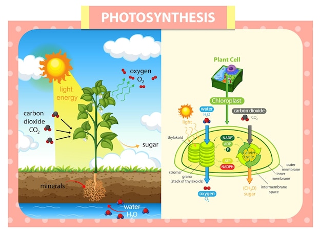 Diagram showing process of photosynthesis in plant