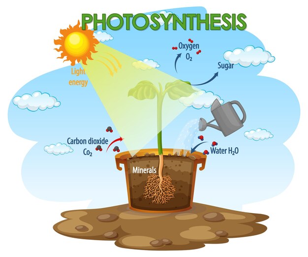 Diagram showing process of photosynthesis in plant