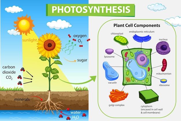 Diagram showing process of photosynthesis in plant