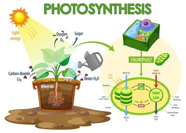 Diagram showing process of photosynthesis in plant