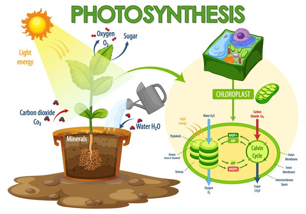 Diagram showing process of photosynthesis in plant